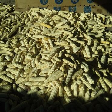 Корма для с/х животных: Продаю кукурузу белую местную на семена.в початках