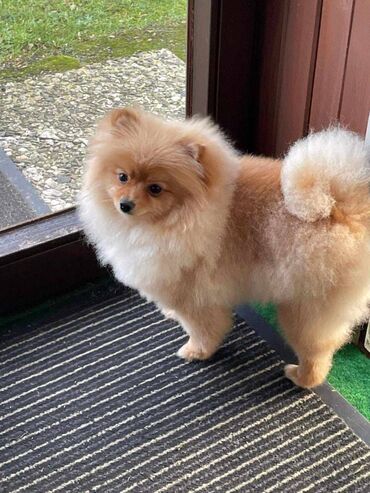 Psi: Oduševićemo vaša srca predivnim Pomerancima iz našeg pažljivo — 24