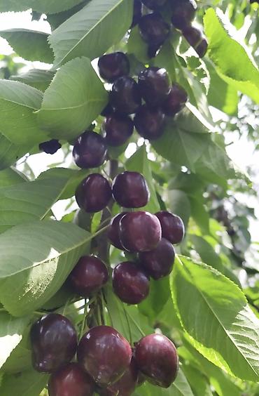 Груша: Плодовые деревья колоновидные яблонигруши персики at lalafo.kg — 8 Груша: Плодовые деревья колоновидные яблонигруши персики — 8