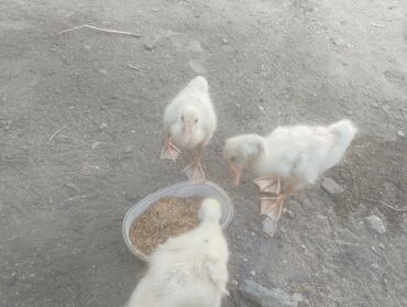 Qazlar: Erkək, | Linda, Damazlıq, Ünvandan götürmə lalafo.az -da Qazlar: Erkək, | Linda, Damazlıq, Ünvandan götürmə