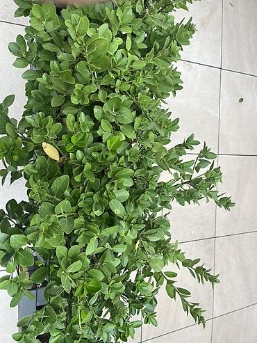 çöl bitkiləri: Hedç (privet) kolluqları – dekorativ, sıx yarpaqlı, həmişəyaşıl bitki — 1