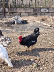 Xoruzlar: Xoruz, il: <1, Ünvandan götürmə — 8