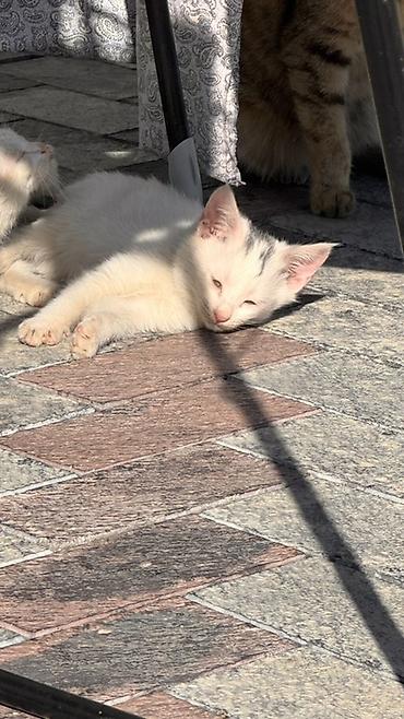 отдам котят бишкек: Кошка даром: Беспородная, 2 месяца, Мальчик, Приучена к лотку — 2