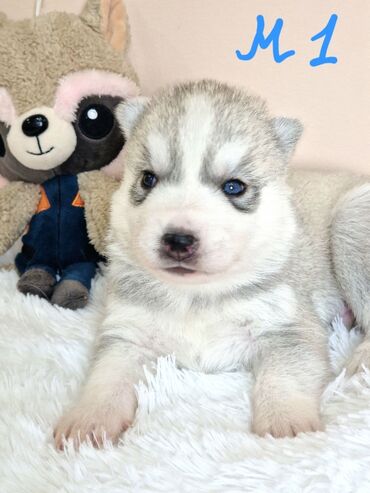 кане корсо в баку: Хаски, 1 месяц, Самка, С прививками, Самовывоз, Бесплатная доставка, Платная доставка