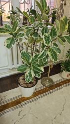 растения для офиса: Комнатные растения в декоративных кашпо 1) Фикус эластика вариегатный