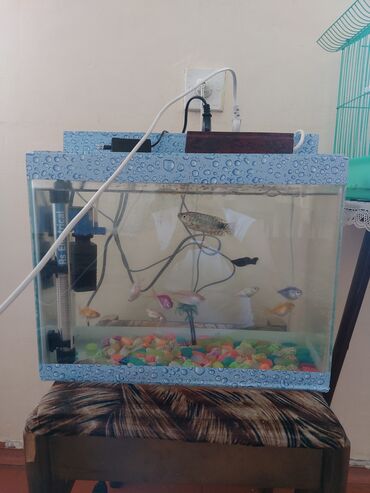 аквариум: Akvaryum baliqlar filtir led isiq qizdirici hamsi biryerde