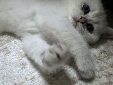 Pişiklər: Şinşilla, Erkək, Yaxşı əllərə, Ünvandan götürmə — 7