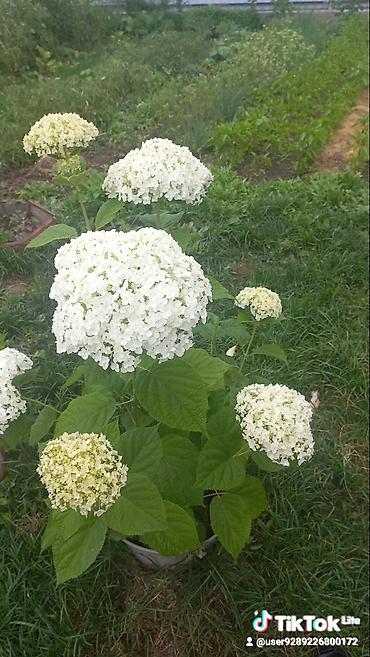 Другие садовые цветы и кустарники: Ново Покровка — 4