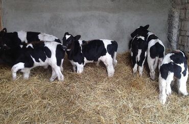 дойных коров: Продаю | Корова (самка), Бык (самец), Тёлка