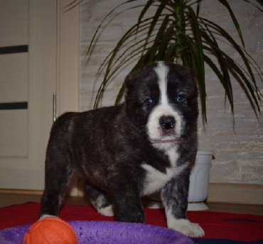 İtlər: Алабай (Alabay) Племенной питомник предлагает щенков среднеазиатской — 16