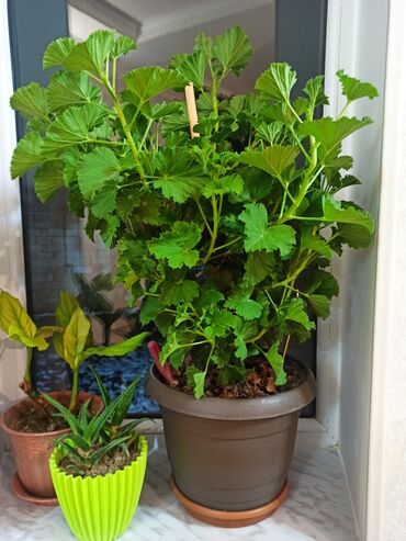 Otaq bitkiləri: Masazır ev gülləri — 5