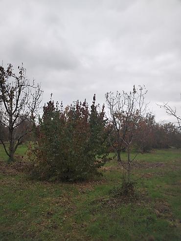 Torpaq sahələrinin satışı: Kənd təsərrüfatı — 6