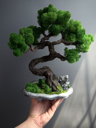 Декоративные цветы: В переводе с японского Бонсай означает «дерево, выращенное в блюде» at lalafo.kg — 24 Декоративные цветы: В переводе с японского Бонсай означает «дерево, выращенное в блюде» — 24