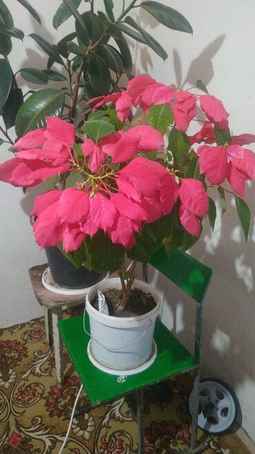 кундур растение: Продам цветок пуанцетия 1500сом очень красивый цветок