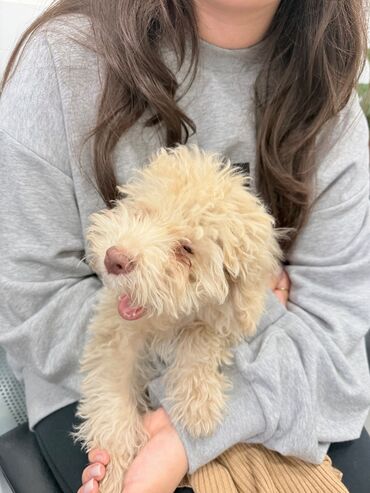 Digər: Pudel 3 месяцапрошел все обследование у врача lalafo.az -da Digər: Pudel 3 месяцапрошел все обследование у врача