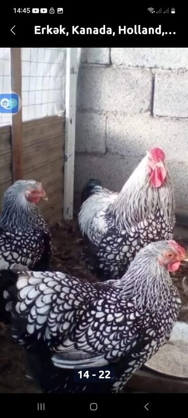 Toyuqlar: Toyuq, Damazlıq, Ödənişli çatdırılma — 5