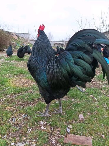 Australorp Toyuqlar və Xoruz – 1 illik 📍 Ünvan: Tovuz. 🐔 Say: Cəmi 13