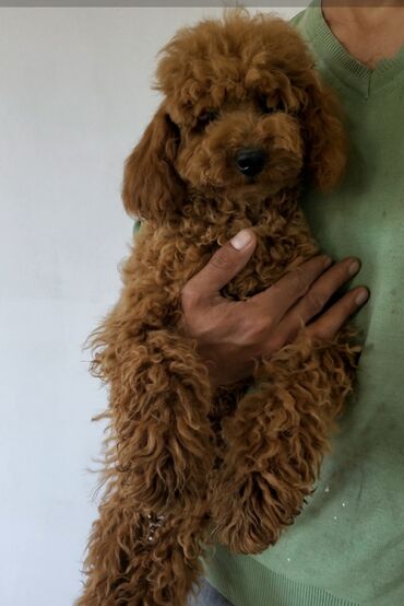 дабирман собака: Пудель миниатюра,7месяцев, кобель красного окраса, привит, туалет