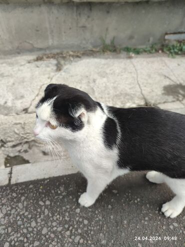 персидский кот цена: Котик-породистый в поисках дома и ответственных хозяев. Возраст котика