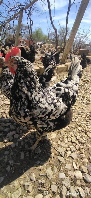 Toyuqlar: Toyuq, Ətlik -da lalafo.az — 3 Toyuqlar: Toyuq, Ətlik — 3