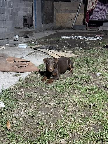 Продажа собак: Доберман, 4 месяца, Самец — 4