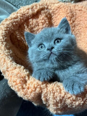 каракал кот: Продаются шотландский мальчик страйт,2 месяца