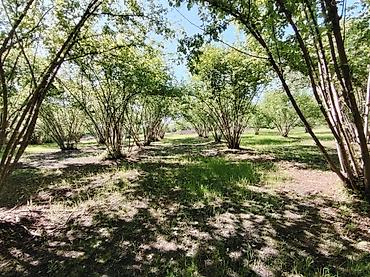 qala torpaq satılır: 100 sot, Kənd təsərrüfatı, Mülkiyyətçi, Kupça (Çıxarış) — 3