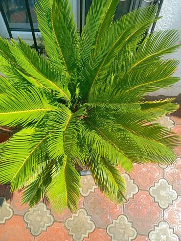 kala bitkisi: Bitki: Cycas revoluta (Saqo palma) - Dekorativ, tropik görünüşlü