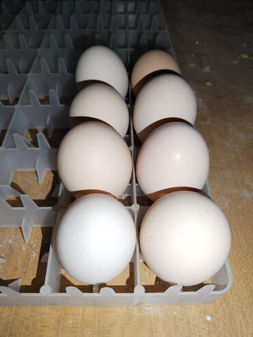 Yumurta: Temiz qan mayalı australorp yumurtasi