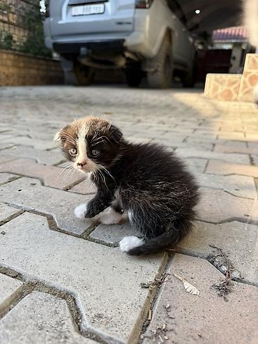 кошки бишкек купить: Отдам веслоухого котенка, только в добрые руки — 2