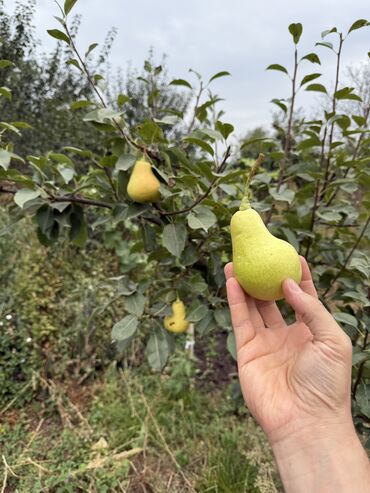 Günlük kirayə evlər: 230 kv. m, 6 otaqlı, Kanalizasiya, Kombi, Qaz — 18