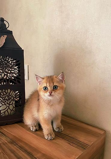 pişik adları oğlan: Котята - братская золотая шиншилла . Мальчик и девочка . Приучены к — 5