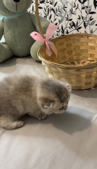 Pişiklər: Şinşilla, Dişi, Erkək, Ünvandan götürmə, Ödənişli çatdırılma — 7