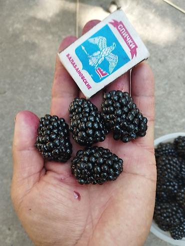 Ежевика: Ежевика — 4