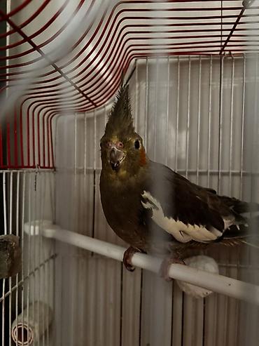 Tutuquşları: Hazır korella cütləri satılır cütü 60 manat hər iki cütü götürən olsa — 11