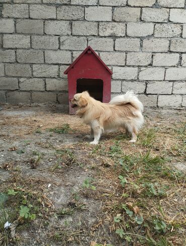 Bıçaqlar: Pekines satilir dişidi - Material: taxta - Rəng: qırmızı (daxili