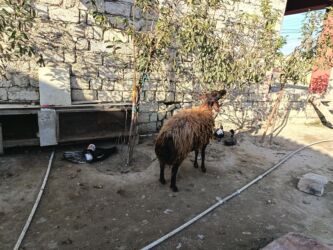 dovşan şəkilləri çəkmək: 2 qarin dovub 3 cunu bogazdir esil damazliqdir pul lazimdir satiram