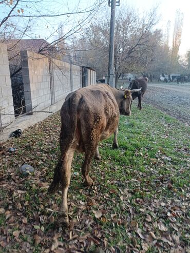 Другие животные: Продаю корову 7 месяц стельная.в этом голу 14 литр молоко