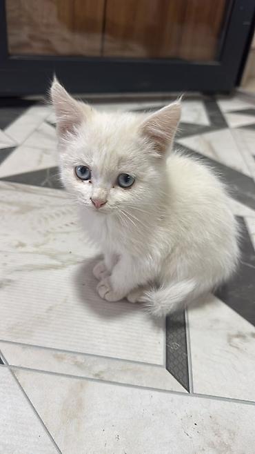 Белый котёнок с голубыми глазами. Нашли в подъезде, обработаю и at lalafo.kg Белый котёнок с голубыми глазами. Нашли в подъезде, обработаю и