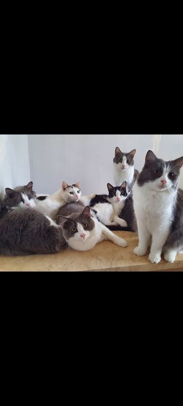 кошки в баку: Породистые,воспитанные котики,от британской мамы и папы