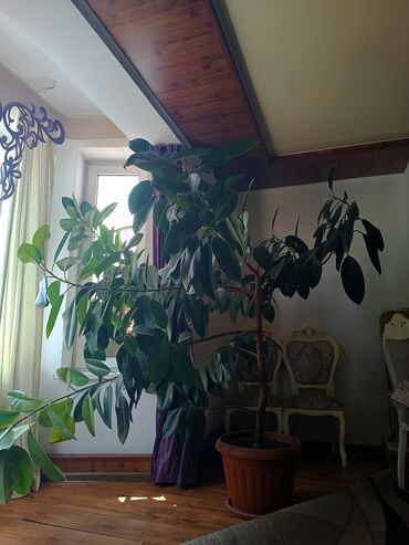 Фикусы: Фикус — неприхотливое комнатное растение с густой зелёной листвой