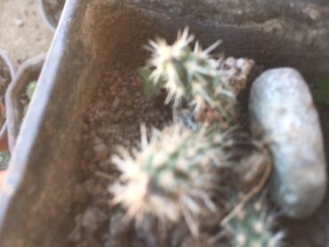 Kaktus: Kaktusi vise vrsta — 7