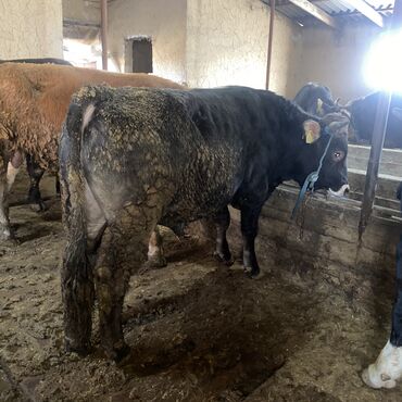Коровы, быки: Продаю | Бык (самец) | Швицкая, Алатауская | На откорм, На забой, Для разведения — 16
