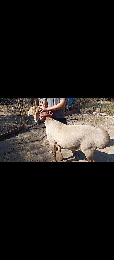 самоед щенок цена: Продаю | Овца (самка) | Арашан | Для разведения | Матка — 1