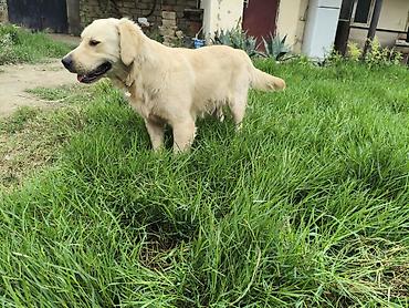 labrador it: Retriever — 5