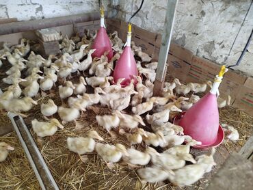 bala ördək: Salam tam sağlam Pekin ordeklerdir 1 ay 15gunlukduler 100ededir