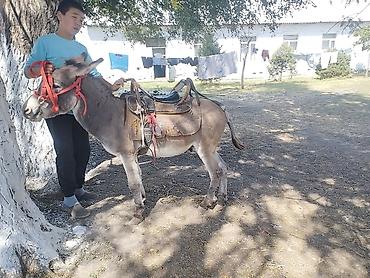 Осёл рабочий Добрый - Домашний осёл компактного роста, аккуратный, с