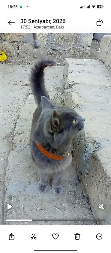 maine coon pişik: Boz rəngli pişik – qızılı gözlər, qısa-orta uzunluqda tüklər, uzun — 1