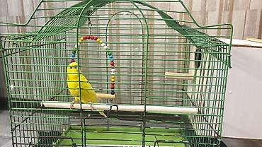 heyvanlarin satisi: Dişi papuqay + qəfəs + yuva + yelləncək birlikdə satılır 🐦🏠 Çox gözəl — 2