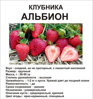 оборудование для сушки фруктов бишкек: Семена и саженцы Клубники, Самовывоз